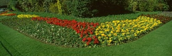 Flowers In St James