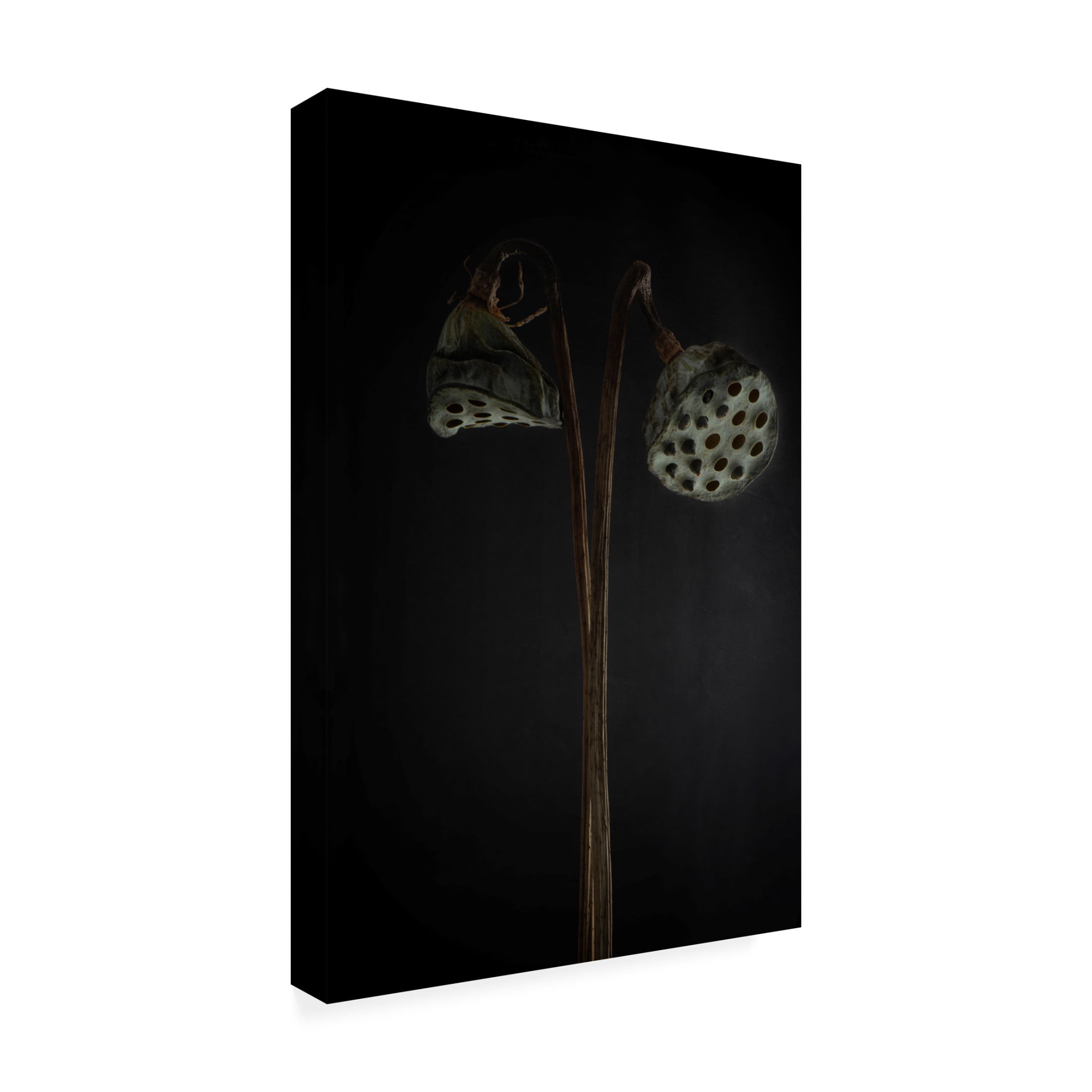 Canvas Wall Art - Lotte Gronkjar 'Lotus Heads  Dried' Wall Art for Living Room, Bedroom, or Office Décor by Trademark Fine Art - 12 x 19 Inches