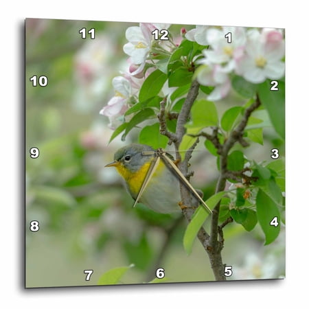 3drose, Ohio. Northern Parula, Magee Marsh., 10x10 Wall Clock
