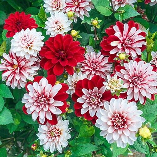 25 Pacific Time Dahlia Perennial Flowers Seeds