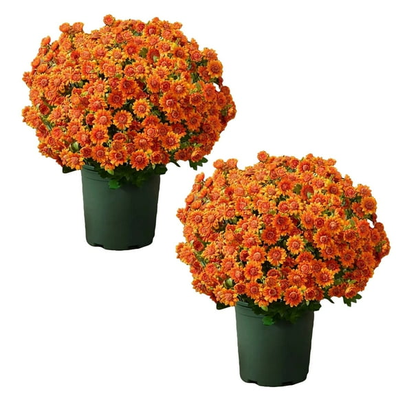 Artificial Fall Flowers Faux Mums for Outdoor Indoor Garden Home Decoration, Faux Flower Daisy with Eucalyptus Leaves Fake Plants Greenery Boxwood Porch Patio, 10 Bundles (Orange) Harlik