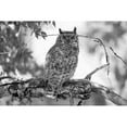 thumbnail image 2 of The Yellowstone Collection 14x11 Black Modern Framed Museum Art Print Titled - Great Horned Owl in Fort Yellowstone, Yellowstone National Park, 2 of 4
