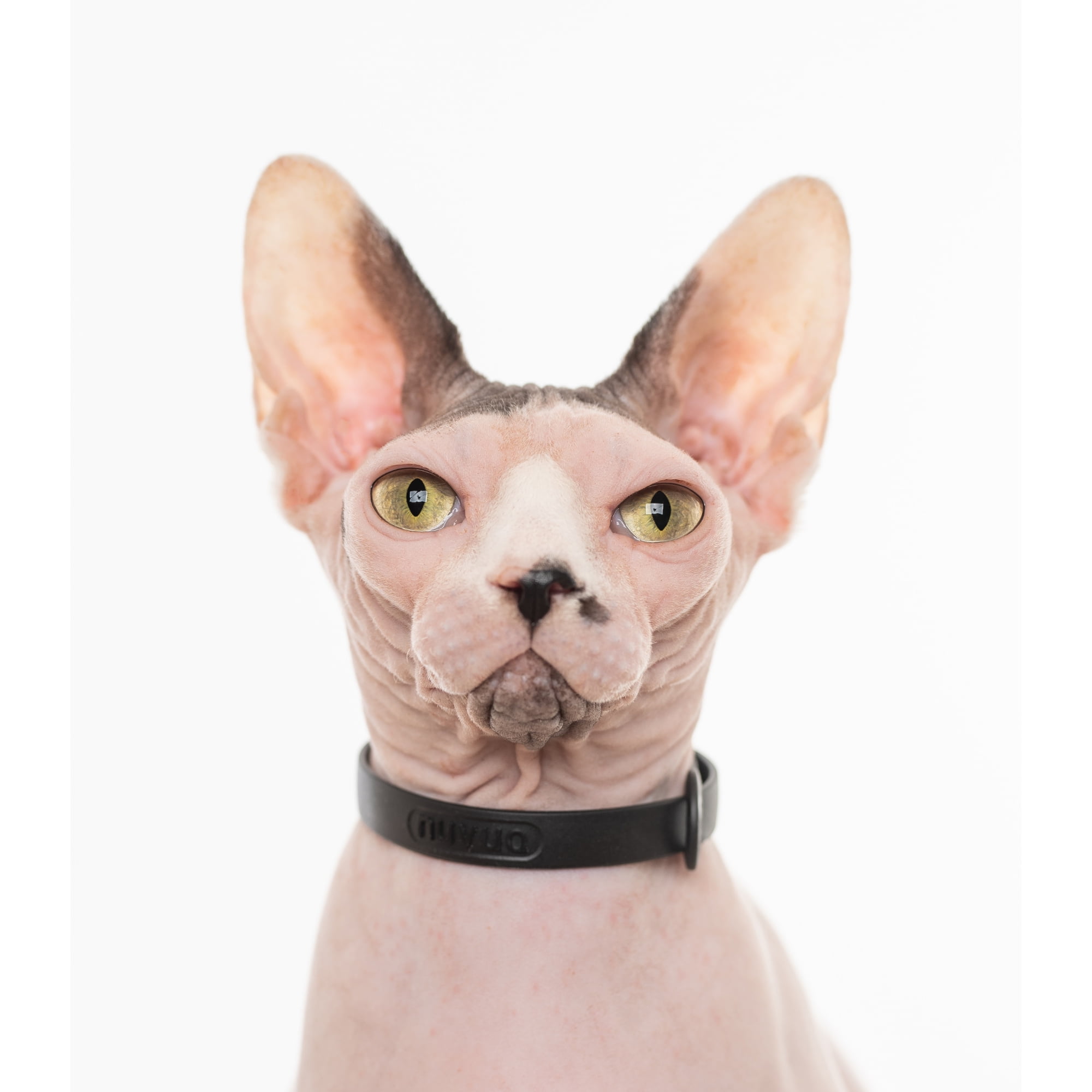 Hypoallergenic cat collar clearance