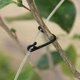 thumbnail image 4 of FOMIYES 200Ud Sujetadores De Plástico Negro Para Fijar Plantas Y Enredaderas En Jardín, 4 of 8