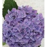 Hydrangea Contour 1g