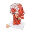 thumbnail image 2 of Modelo anatómico de cabeza media cabeza humana con cerebro extraíble, 2 of 8
