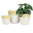 thumbnail image 2 of Small Lemon Edge Planter, 2 of 2