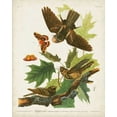 thumbnail image 2 of Audubon, John James 12x14 Black Ornate Wood Framed with Double Matting Museum Art Print Titled - Pl 82 Whip-poor Will, 2 of 4