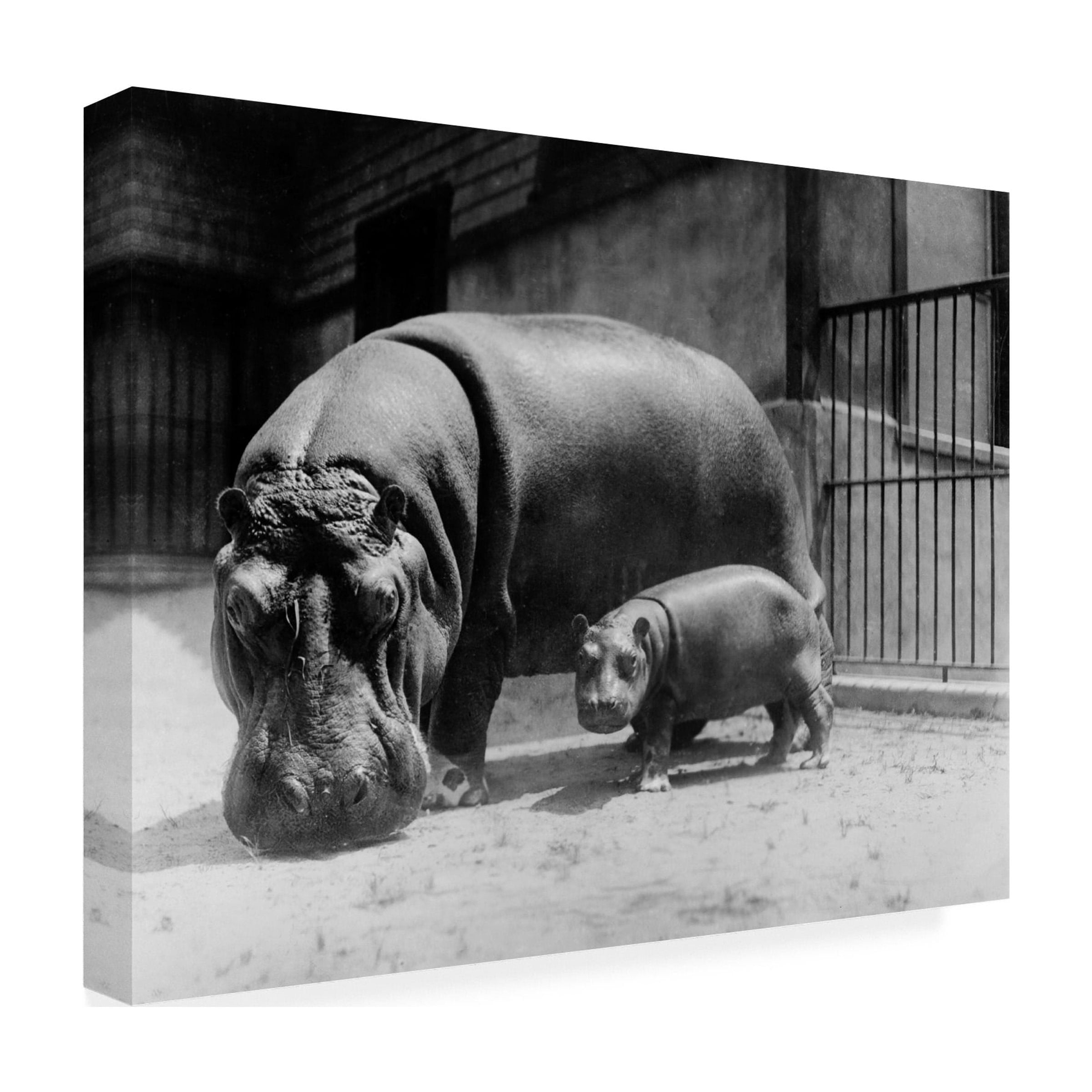Trademark Fine Art Print Collection Adult and Baby Hippopotamus Canvas Wall Art - 35x47