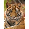 thumbnail image 2 of Sethi, Sumangal 19x24 Black Ornate Wood Framed with Double Matting Museum Art Print Titled - The Tiger Portrait, 2 of 4