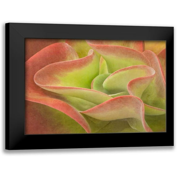 Murdock, Ramona 24x17 Black Modern Framed Museum Art Print Titled - Kalanchoe Luciae The Beautiful