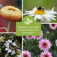 thumbnail image 5 of Sow Right Seeds Daisy Flower Seed Collection 5 Count, Non-GMO Varieties, 5 of 5
