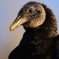 thumbnail image 2 of CafePress - Black Vulture Tote Bag - Unisex Canvas Tote Bag, Beige, 1-Piece, 2 of 6