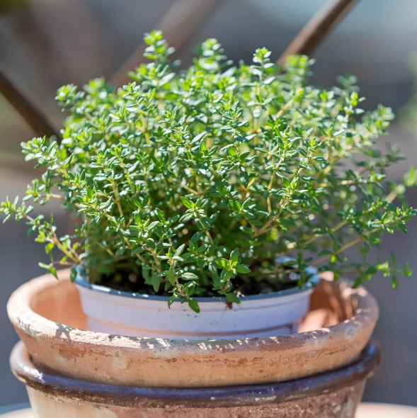 Set 2 Lemon Thyme Live Plants, Thyme Herb Plants, Perennial Herb Plants for Indoor Outdoor 4 to 6 Inc Tall