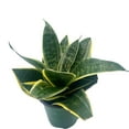 thumbnail image 5 of Black Gold Snakeplant, 4 inch, Green and Yellow Snake Plant, Variegated Sansevieria trifasciata, Well Rooted Healthy Starter Succulent, 5 of 6