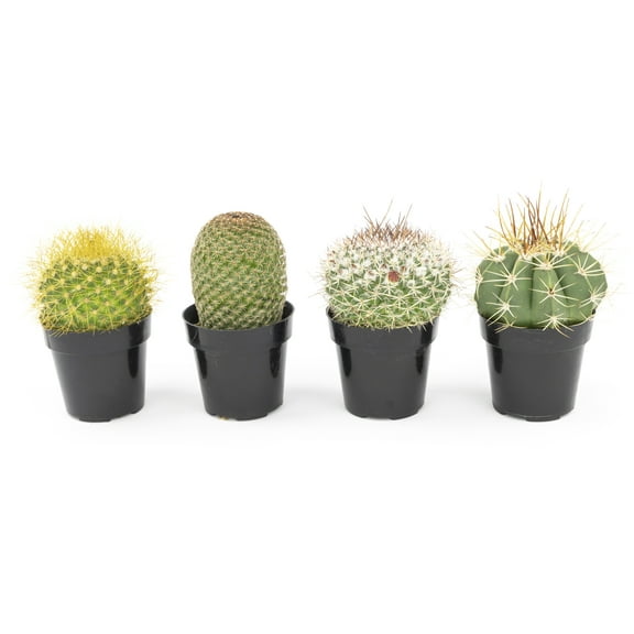 Altman Plants Live Cactus Plants 4-Pack - Succulent Plant - Full Sun - Live Plants - 2.5-Inch Pots