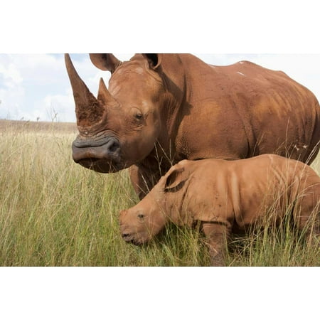 White Rhinoceros mother and calf Rhino and Lion Nature Reserve South Africa Poster Print by Matthias