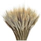 thumbnail image 3 of 100pcs Artificial Natural Wheat Dried Flowers Bouquet Simulation Plant Living Room Decoration, 3 of 5
