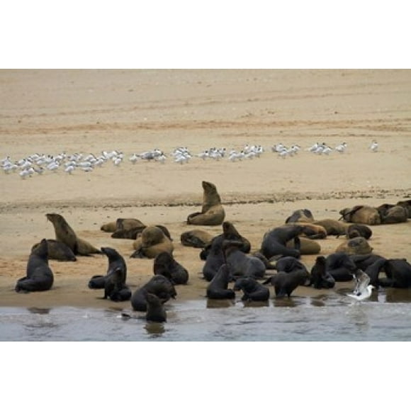 Cape Fur Seal colony at Pelican Point, Walvis Bay, Namibia, Africa. Poster Print by David Wall (24 x 15)