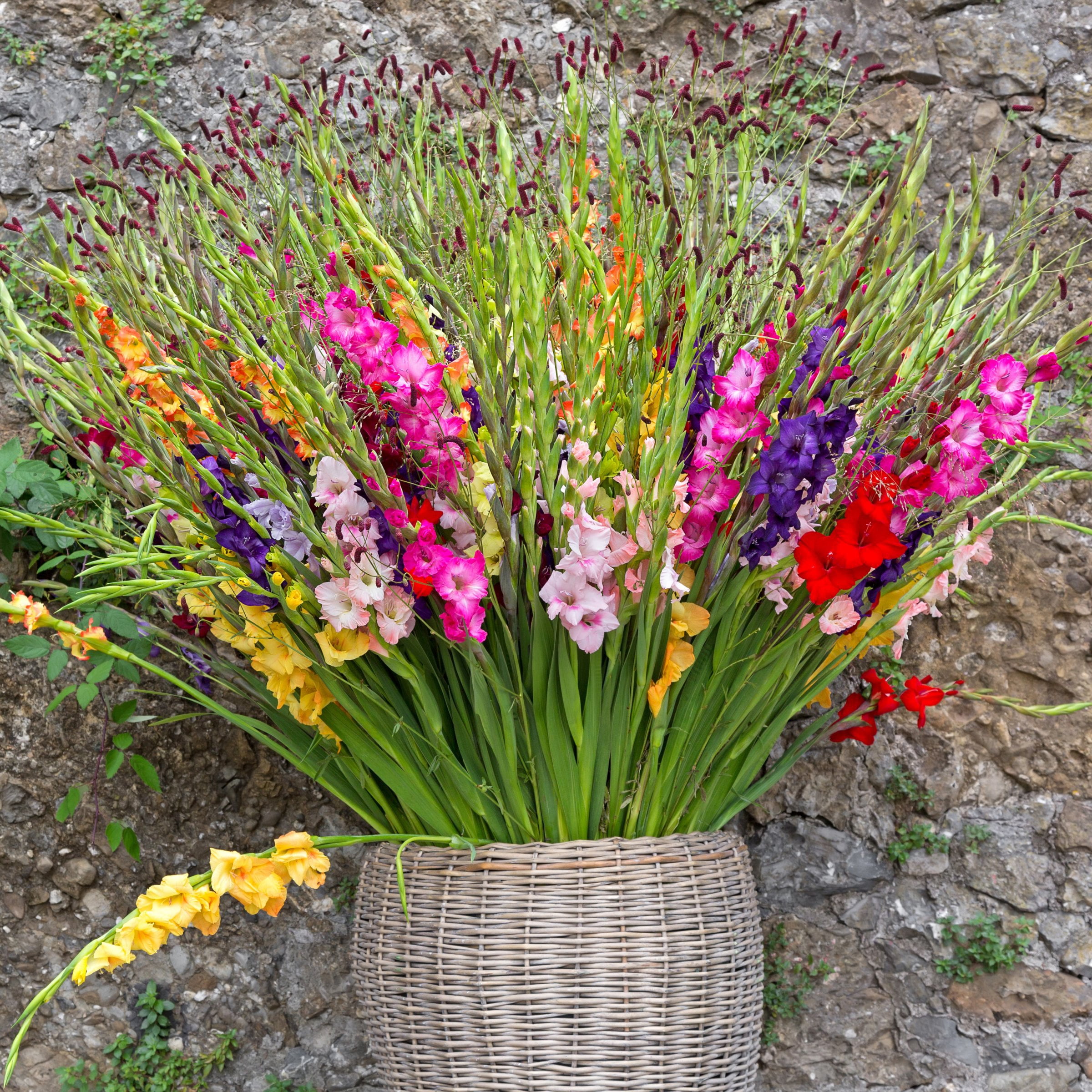 National Plant Network Gladioli Mixed Bulbs (20-Pack)