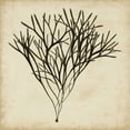 thumbnail image 2 of Oeder, Georg C. 20x20 Black Ornate Wood Framed with Double Matting Museum Art Print Titled - Vintage Seaweed V, 2 of 4