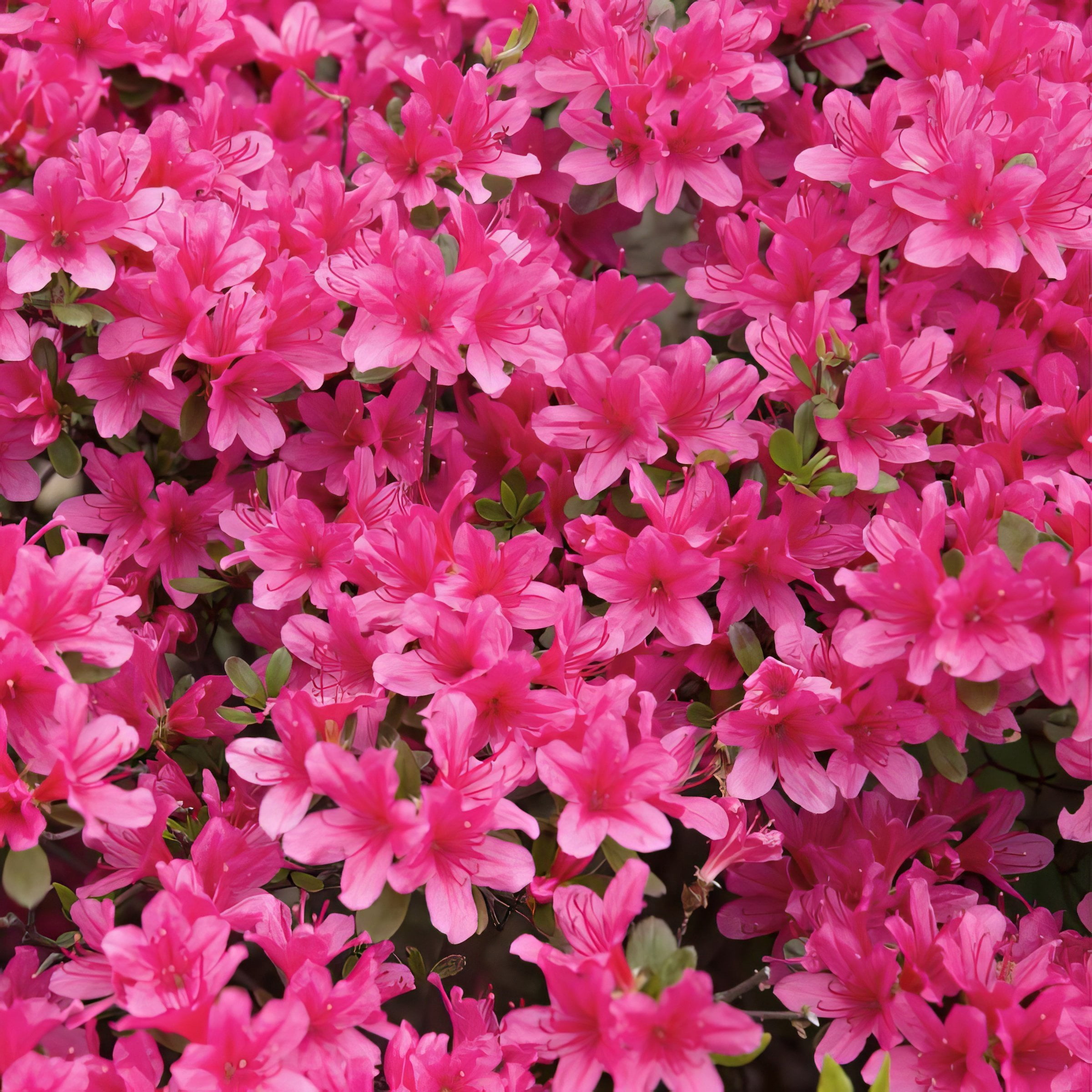 National Plant Network 4 in. Azalea FlorAmore Hot Pink (3-Pack)