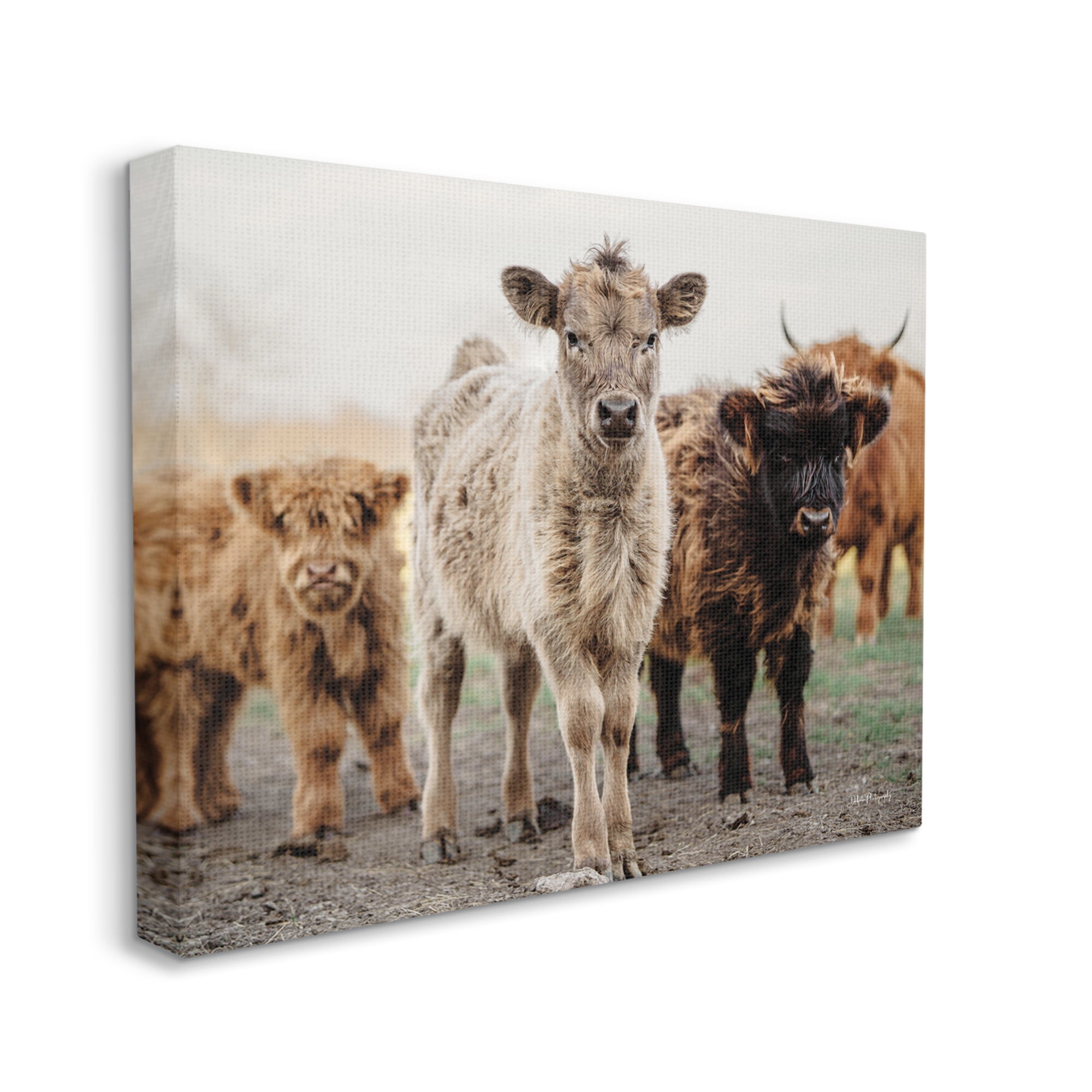 Stupell Industries Baby Calves on Farm Animals & Insects Photography Gallery Wrapped Canvas Print Wall Art, 40 x 30