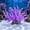 B, variant on Cififendec Artificial Kelp Aquarium Plant, 13.78", Realistic Looking Seaweed Water Grass for Fish Tank Landscape, Underwater Seabed Aquatic Environment Layout Use