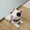 as picture shown, variant on Lloopyting Door Stopper Cute Dog Door Stop Decorative Door Wedge For Home And Office Door Stoppers Door Draft Stopper Door Stoppers For Bottom Of Door Cleaning Supplies