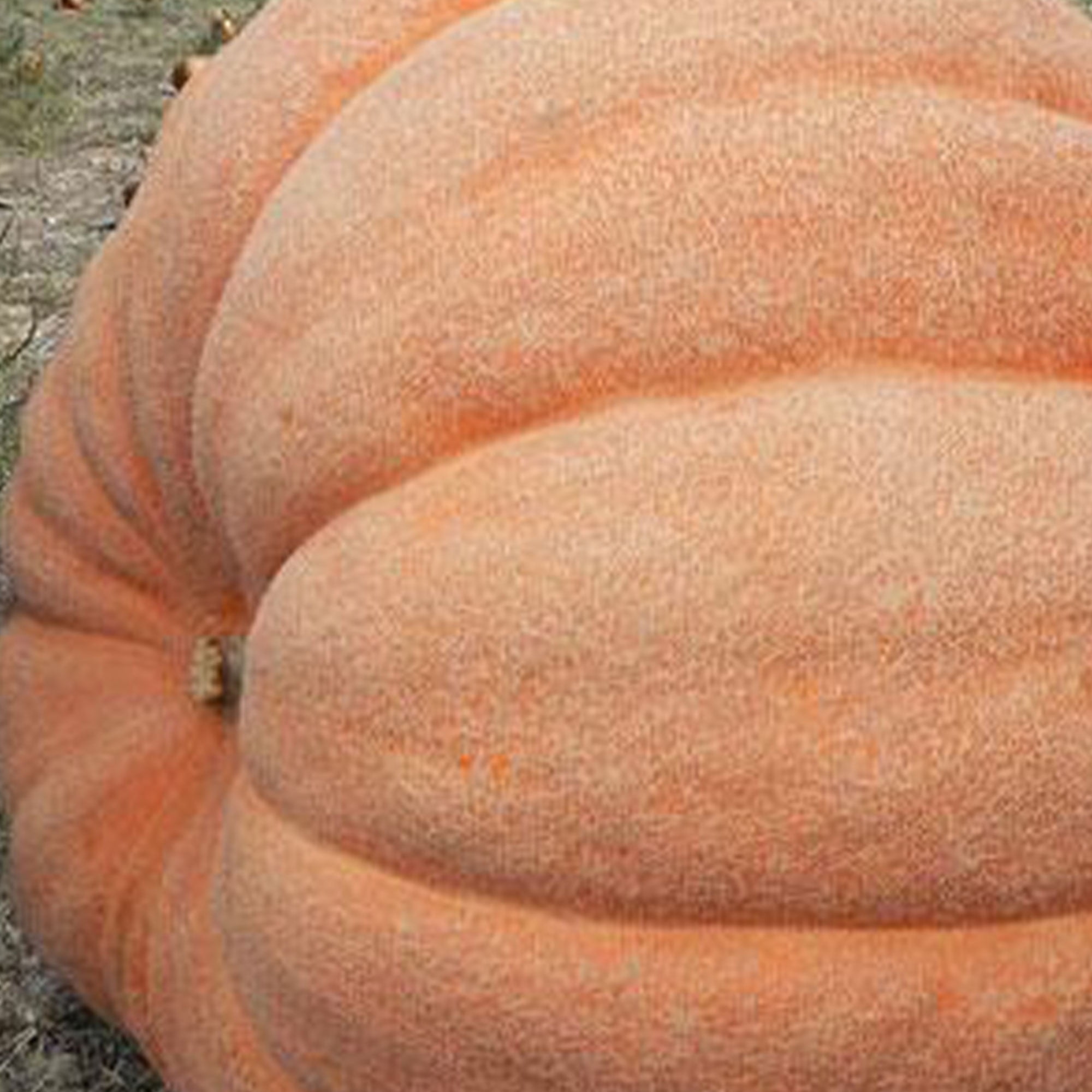 Atlantic Giant Pumpkin Seeds 2 g 5 Seeds NonGMO, Heirloom, Open