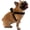 Black, variant on Dog Harness Easy to Use 2 Step Secure Safe Comfortable Firm No Struggle Control (Bright Pink,Small 9 to 15 Inch Chest)