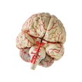 thumbnail image 1 of Modèle de Cerveau Anatomie Dissection Professionnelle Enseignement des Organes Étude Modèle de base Noir, 1 of 9