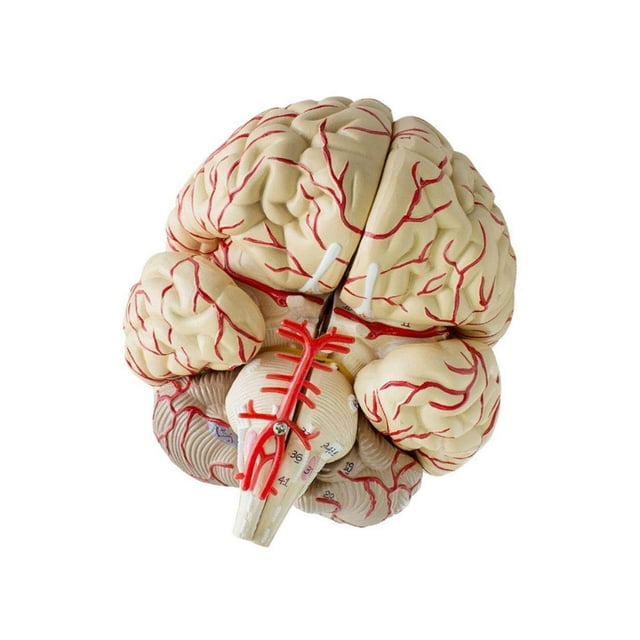 Modèle de Cerveau Anatomie Dissection Professionnelle Enseignement des Organes Étude Modèle de base Noir