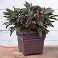 thumbnail image 2 of Root & Vessel Countryside Tub Planter, Brown, 18", 2 of 3