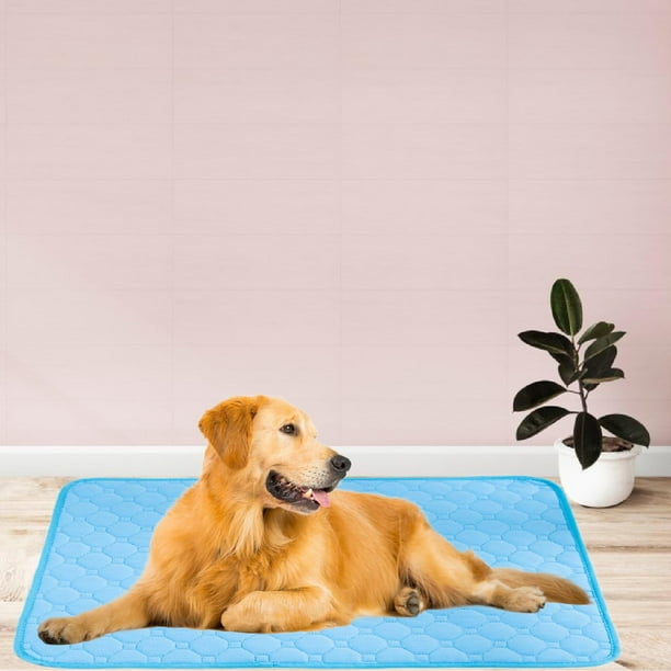 Se Mea Porque Se Hacen Pipi En La Cama Los Perros Mi Cama Mi Perro