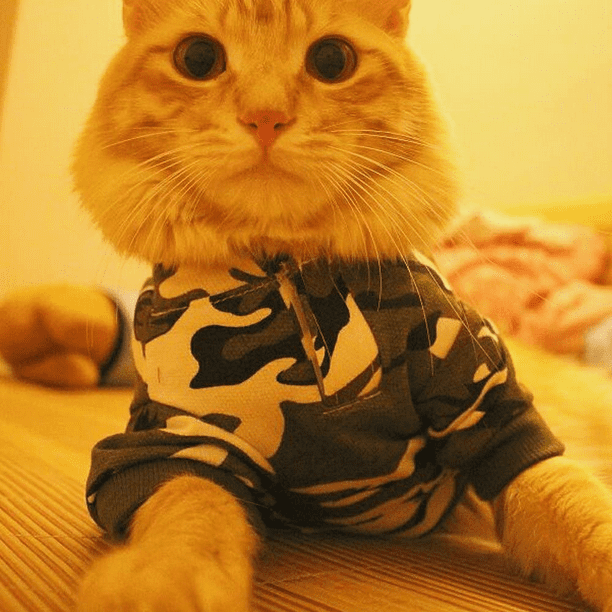 Camiseta de camuflaje para perros, disfraz de camuflaje, sudadera con  capucha de camuflaje, ropa para perros