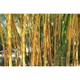 thumbnail image 5 of Golden Hawaiian Bamboo  5 Live Plants  Bambusa Vulgaris Vittata  Beautiful Rare Unique Specimen  Non-Invasive Clumping Bamboo Privacy Screen, 5 of 9