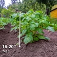 thumbnail image 4 of Garden State Bulb Yukon Gold Seed Potatoes for Planting, Non-GMO (5LB Bag), 4 of 9