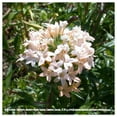 thumbnail image 2 of Everwilde Farms - 1 lb Large Flowered Phlox Native Wildflower Seeds - Gold Vault Bulk Seed Packet, 2 of 2