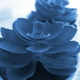 thumbnail image 2 of Phillip, Jamie 12x12 White Modern Wood Framed Museum Art Print Titled - Succulent Photography 1, 2 of 4