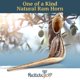 thumbnail image 2 of Cuerno de carnero Shofar Halleluyah, 14 a 16 cm, kosher, inodoro, con accesorios, 2 of 7