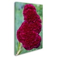 thumbnail image 2 of Trademark Fine Art "Coxcomb Flower" Canvas Art by Kurt Shaffer, 2 of 3