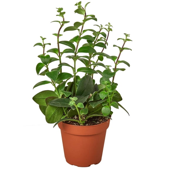Lipstick Plant Live Plant for Indoor | Different Houseplants in 4'' & 6'' Pot | Real House Plant for Living Room, Office, Desk & Bathroom | Lipstick plant | Aeschynanthus