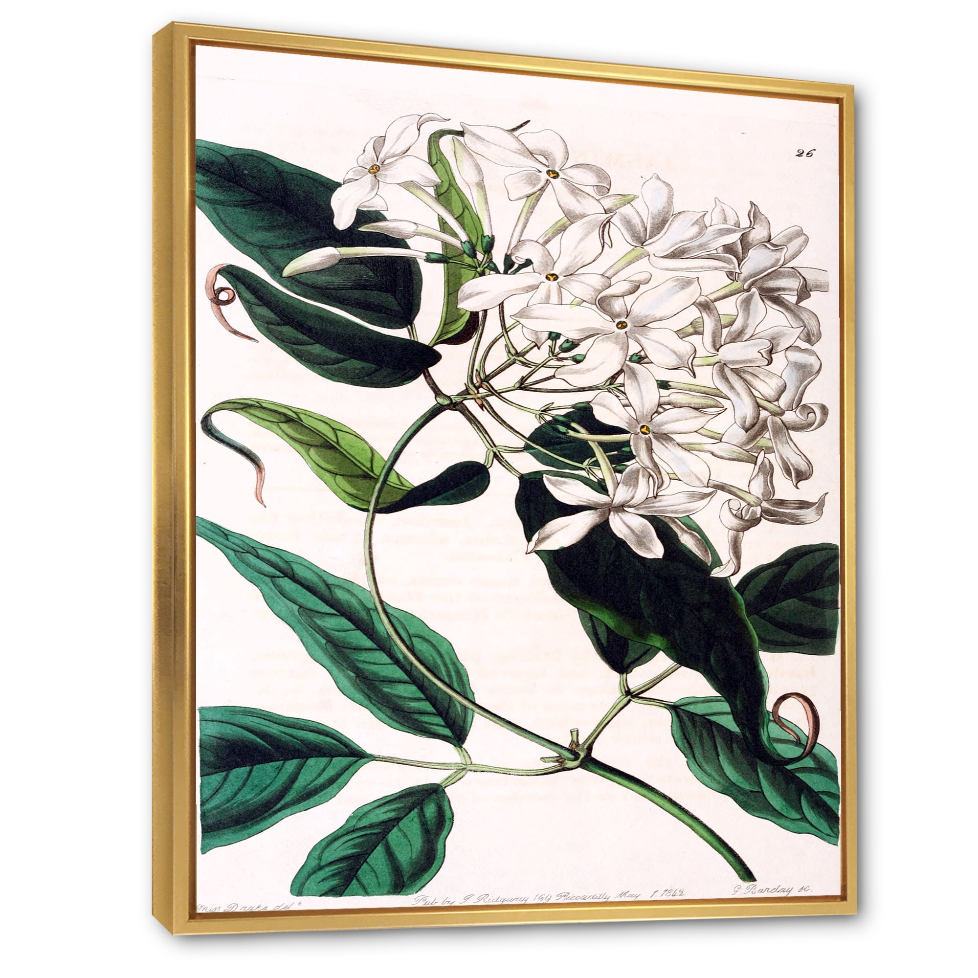 Designart 'Ancient Plant Life XXIV' Traditional Framed Canvas Wall Art Print