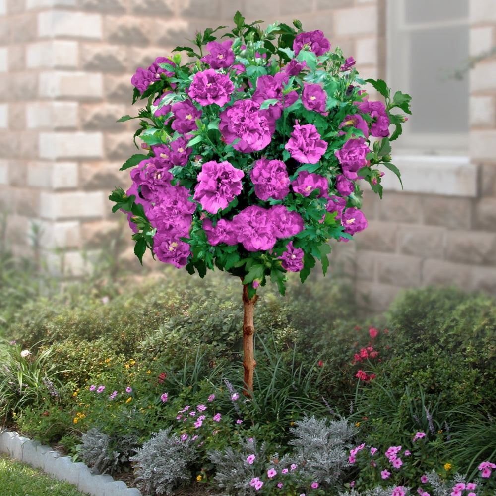 2Gal. Hibiscus Raspberry Smoothie Live Tree with Full Sun