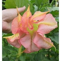10 Double Yellow Orange Angel Trumpet Seeds
