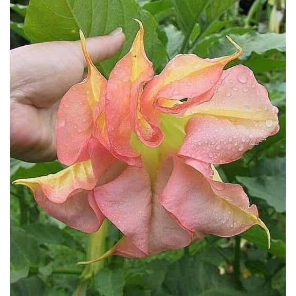 10 Double Yellow Orange Angel Trumpet Seeds
