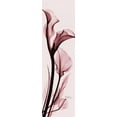 thumbnail image 2 of Koetsier, Albert 12x32 White Modern Wood Framed Museum Art Print Titled - Calla Lily on Pink, 2 of 4
