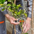 thumbnail image 4 of unbranded 4Pcs White Iron Arch Trellis for Climbing Plants Elegant Vintage Style Potted Plant Support Frame, 4 of 8