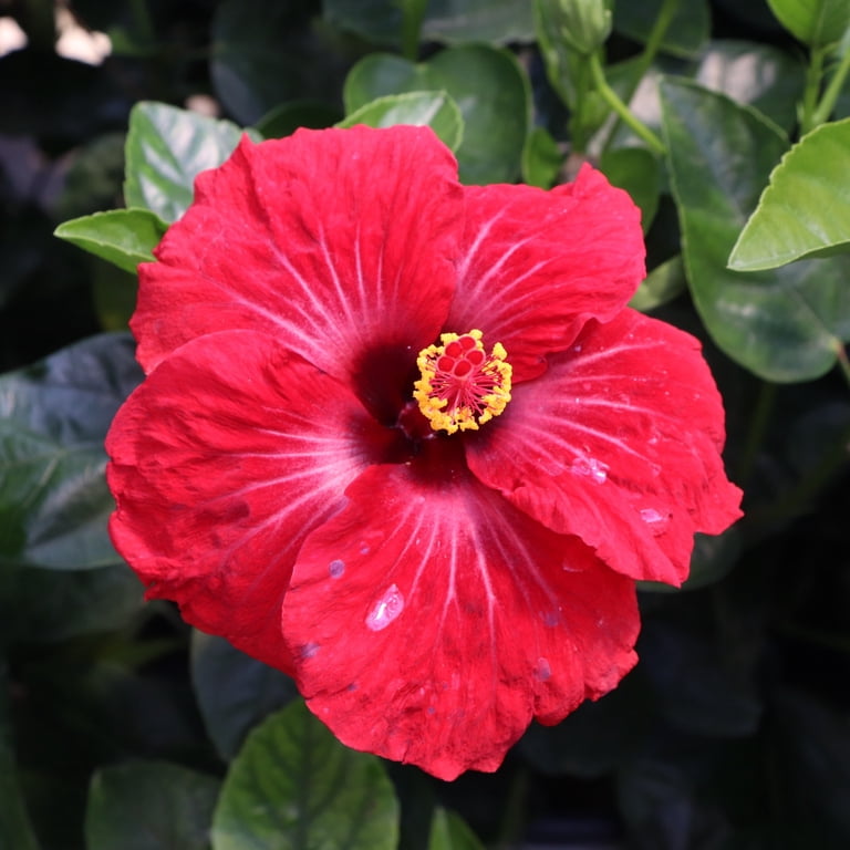 華紅薇ページ　7-13 Proven Winners ColorChoice 6
